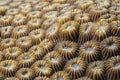 Hard coral detail Royalty Free Stock Photo