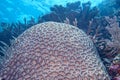 Hard coral detail Royalty Free Stock Photo