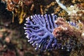 Hard coral detail Royalty Free Stock Photo