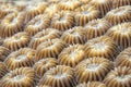 Hard coral detail Royalty Free Stock Photo