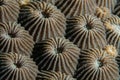 Hard coral polyps Royalty Free Stock Photo