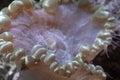 Hard coral polyps detail Royalty Free Stock Photo