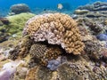 Hard coral reef in Penida island