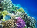 Hard-coral reef in Red sea