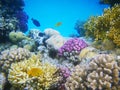 Hard-coral reef in Red sea