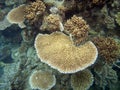 Hard corals at the Great Barrier Reef Royalty Free Stock Photo