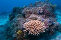 Hard corals in Indian ocean, Maldives underwater