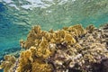 Hard corals on a shallow reef Royalty Free Stock Photo