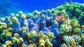 Hard corals and small fish in the Red Sea. Egypt Royalty Free Stock Photo