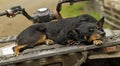 After a hard days work this working kelpie cattle dog needs a well earned rest. Royalty Free Stock Photo