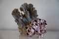 Hard dead blue coral stone, underwater nature background