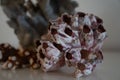 Hard dead blue and pink coral stones, underwater nature background