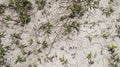 Hard dry cracked barren soil and some wild vines texture and pattern background