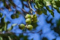 Hard green Australian macadamia nuts hanging on branches on big tree Royalty Free Stock Photo
