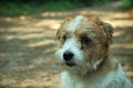 Hard haired pedigreed furry obedient sad Jack Russell Terrier view closeup