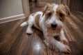 Hard haired pedigreed Jack Russel Terrier puppy sitting and waiting indoor. Dark background