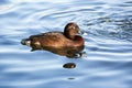 Hard head duck swimming