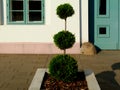 hard landscaping of stone planter detail with formally trimmed evergreen shrub