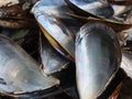 Hard mother-of-pearl mussel shells resistant crustaceans Royalty Free Stock Photo