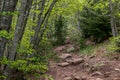 Hard path with big stones in the forest with different trees. Hiking and travel concept.