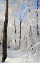 Hard rime in forest