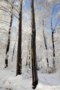 Hard rime in forest