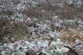 Hard rime, frozen plants wonderland scenery. Fog and Mist background, frozen leaves and flowers. Royalty Free Stock Photo