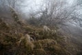 hard rime, frozen plants wonderland scenery. Fog and Mist background, frozen leaves and flowers Royalty Free Stock Photo