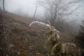 hard rime, frozen plants wonderland scenery. Fog and Mist background, frozen leaves and flowers. moisture forming ice