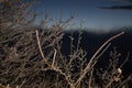 hard rime, frozen tree winter wonderland scenery. Fog and Mist background, freezing fog. moisture forming ice. Royalty Free Stock Photo