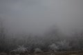 hard rime, frozen tree winter wonderland scenery. freezing fog and Mist background. moisture forming ice Royalty Free Stock Photo