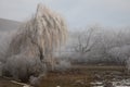 hard rime, frozen tree winter wonderland scenery. freezing fog and Mist background. moisture forming ice Royalty Free Stock Photo