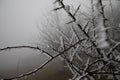 hard rime, frozen tree winter wonderland scenery. freezing fog and Mist background. moisture forming ice Royalty Free Stock Photo