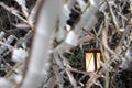 hard rime, frozen tree winter wonderland scenery with hanging lantern. Fog and Mist background, freezing fog.