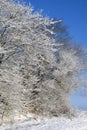 Hard rime ice on trees