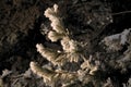 Hard rime on a pine branch