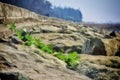 Hard Rocks along seaside with some green leaves Royalty Free Stock Photo