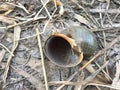 Hard shell of apple snail in dry farm Royalty Free Stock Photo