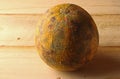 Hard shell of a discolored gem squash, also called a rolet gem squash. Royalty Free Stock Photo