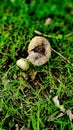 Hard-skinned puffballs Sclerodermataceae