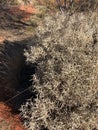 Hard spinifex or Triodia basedowei Royalty Free Stock Photo