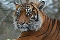 Hard stare tiger Royalty Free Stock Photo