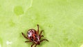 Hard tick crawling on a green leaf or blade of grass. Tick causing lyme desease and borreliosis.