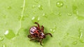 Hard tick crawling on a green leaf or blade of grass. Tick causing lyme desease and borreliosis.