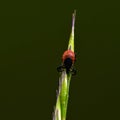 Hard tick sits on a blade of grass and waits Royalty Free Stock Photo