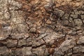 Hard wood or tree bark texture background with rough surface and natural pattern. Detail of wooden trunk and nature material Royalty Free Stock Photo