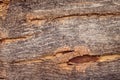 Hard wood or tree bark texture background with rough surface and natural pattern. Detail of wooden trunk and nature material Royalty Free Stock Photo