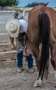 Horse Ferrier Trimming Hooves Royalty Free Stock Photo