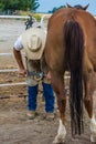 Horse Ferrier Trimming Hooves Royalty Free Stock Photo