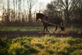 Hard working animal on the field. Traditional farming on the field with the help of a horse in central Europe.